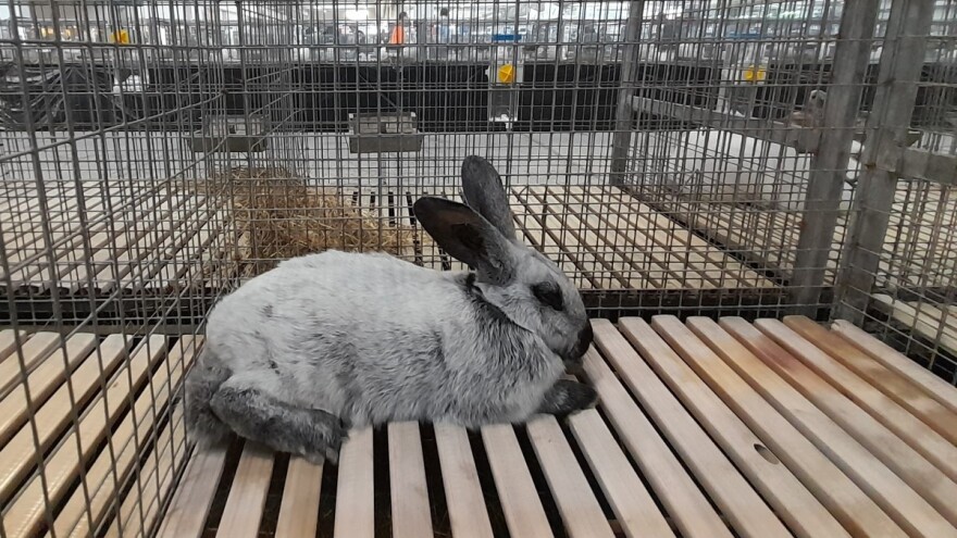 Italija ima dugu tradiciju uzgoja kunića, pokazala je to i izložba u Veroni