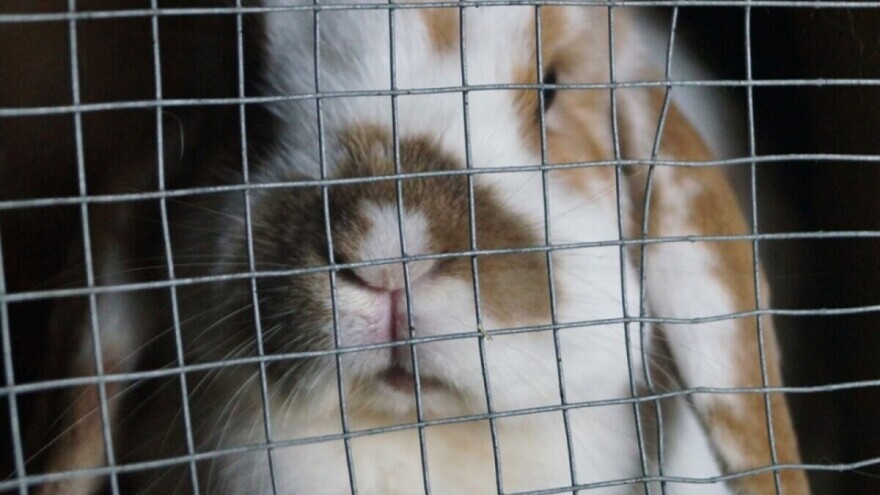 Dobrobit kunića uzgajanih u EU pod upitnikom?