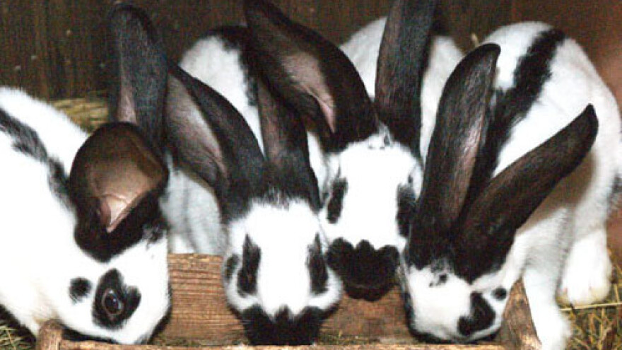 Male životinje: Uzgoj općenito je važan