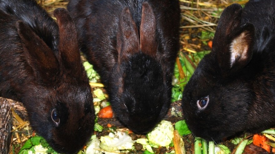 Kunićari u Grupaciji za krznašice i kuniće Privredne komore Srbije