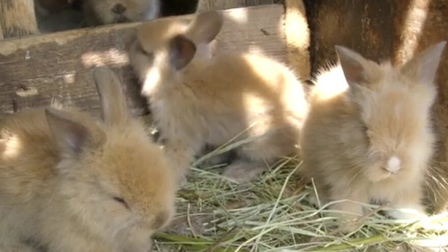 Gajenjem kunića &quot;krpi&quot; kućni budžet