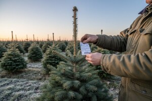 Kupci zahtijevaju domaća drvca s deklaracijom