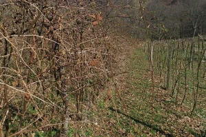 Prolećni poslovi u zasadima malina i kupina