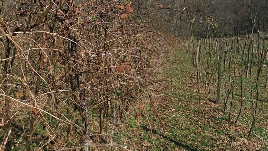 Prolećni poslovi u zasadima malina i kupina