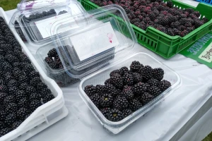Rano govoriti o ceni kupine - ipak, loh nes će bolje proći?