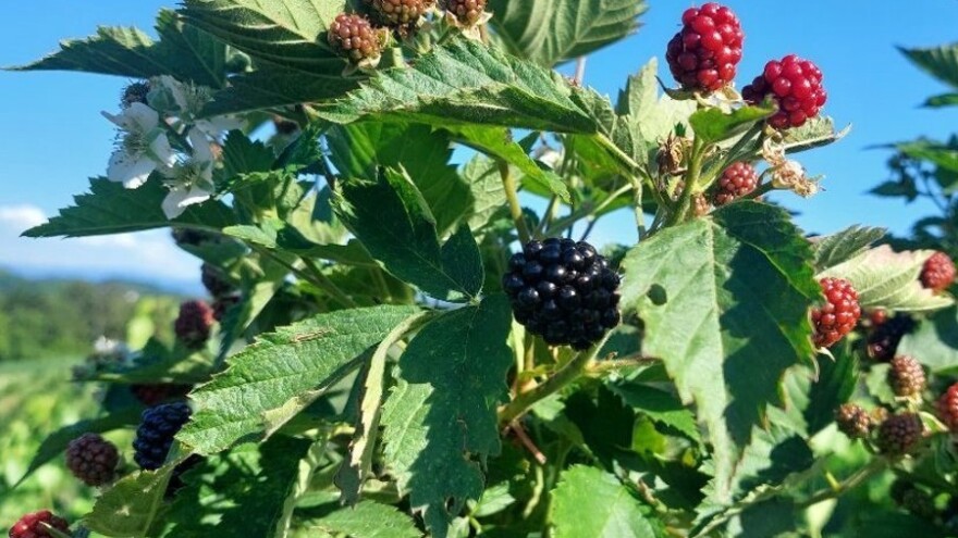 Hoće li ovo biti dobra godina za uzgajivače kupina?