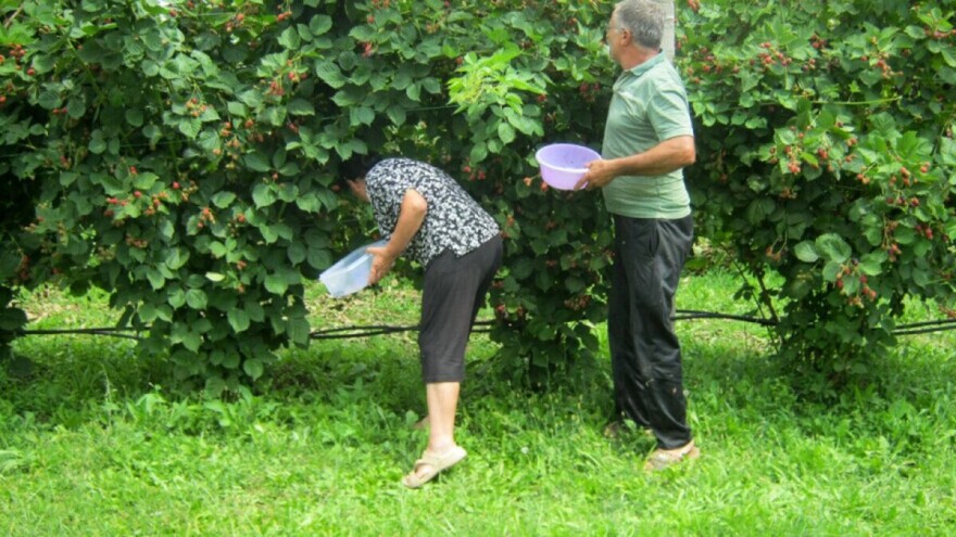 Pravilnom rezidbom kupine do visokih prinosa i kvalitetnog roda