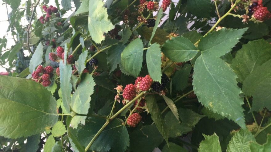 Kupina - borac protiv raka i drugih bolesti