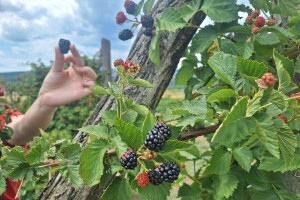 Počela berba kupine. Kvalitet ploda nije na visokom nivou, a koja je otkupna cena?