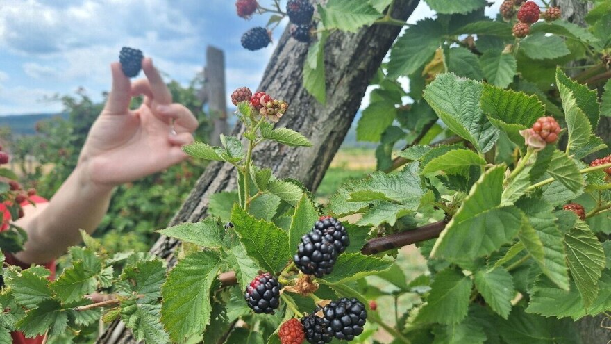 Počela berba kupine. Kvalitet ploda nije na visokom nivou, a koja je otkupna cena?