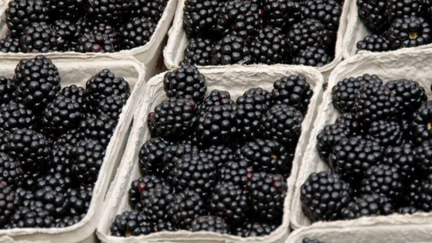 Sve više voćara odlučuje se za organsku proizvodnju kupina