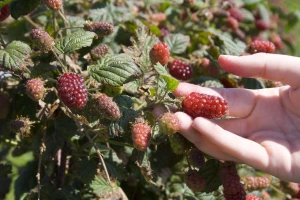 Tayberry: Hibrid između maline i kupine - odličan za hobi voćare