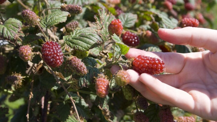 Tayberry: Hibrid između maline i kupine - odličan za hobi voćare