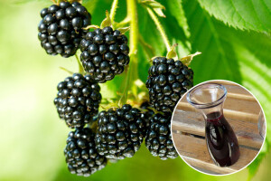 Vino od kupina: Šta sve treba da znate o proizvodnji