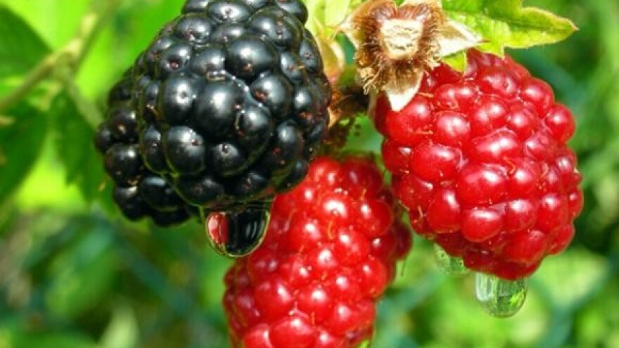 Strojem zamijenio 120 berača