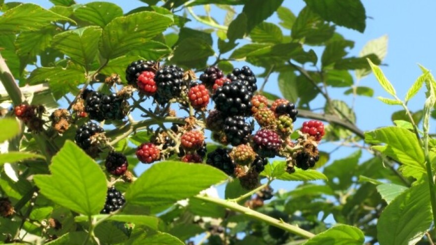 Savremenim zasadima kupina oživljavaju sela