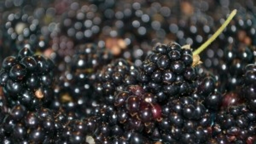 Dani kupina u gradu Zagrebu