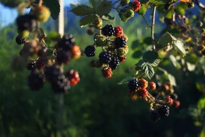 Otkup kupine: Mala cena u Vojvodini, kupaca nema u Istočnoj Srbiji