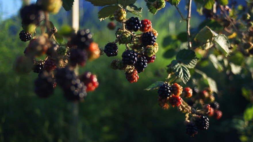 Otkup kupine: Mala cena u Vojvodini, kupaca nema u Istočnoj Srbiji