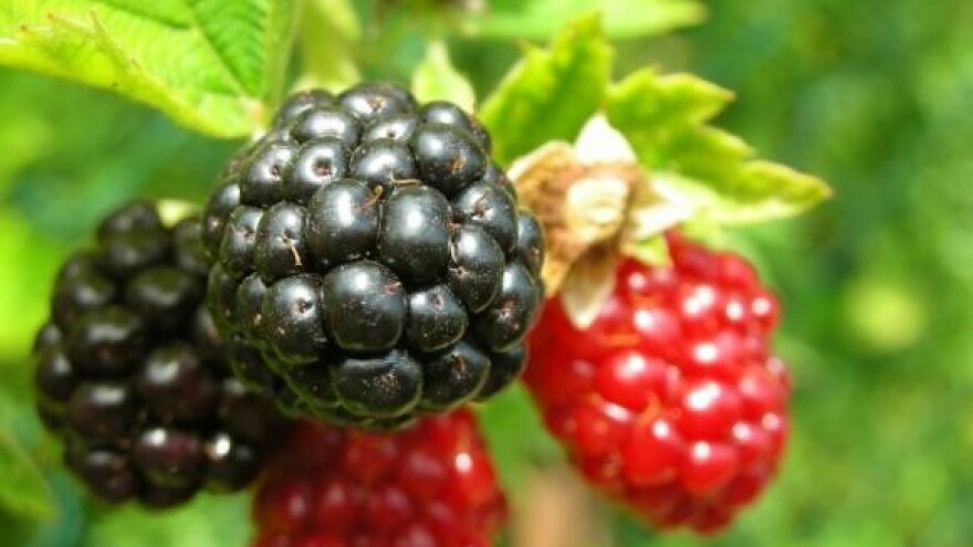 Kupine - nije trnje, nego posao