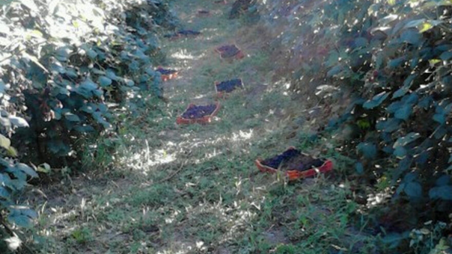 Berba kupina obustavljena u Krupnju