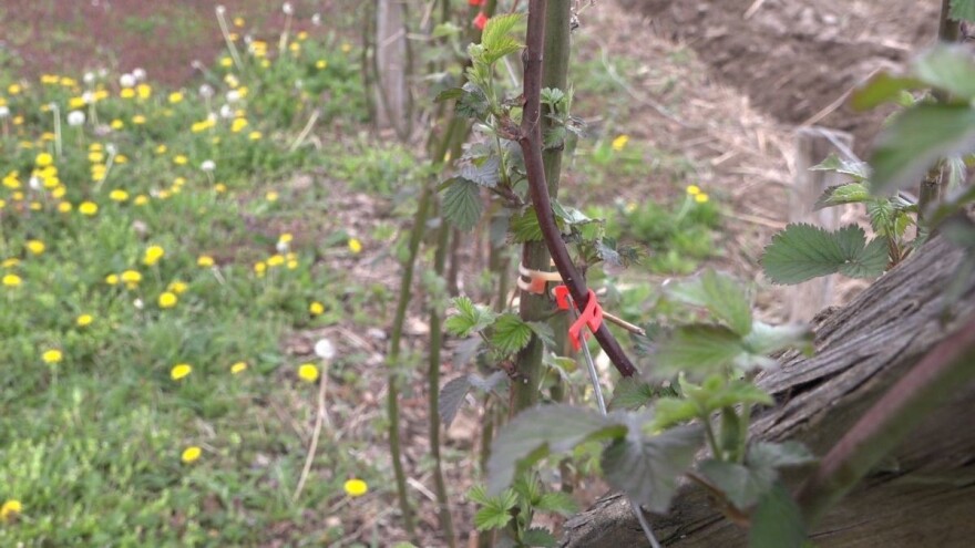 Kupine bez većih oštećenja od mrazeva - vreme za đubrenje i zaštitu od bolesti