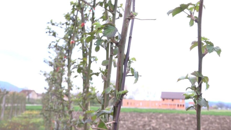 Kupina u oktobru: Kako odstraniti "mrtve" izdanke?