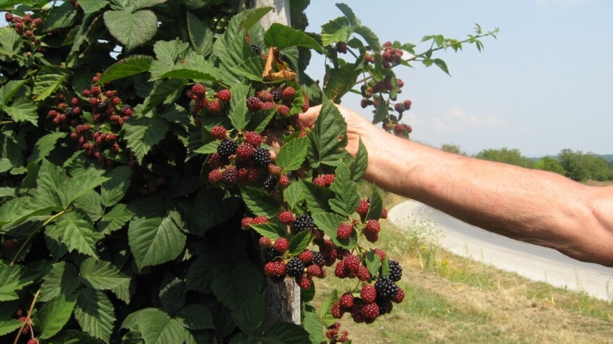 Nenad Magazin: Ne očekujem pad cene kupine