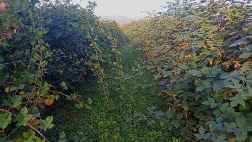 Nakon završene berbe, ovako zaštitite zasad kupine