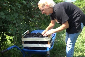Kako uzgajati kupinu: porodično, organski ili ne uopšte?
