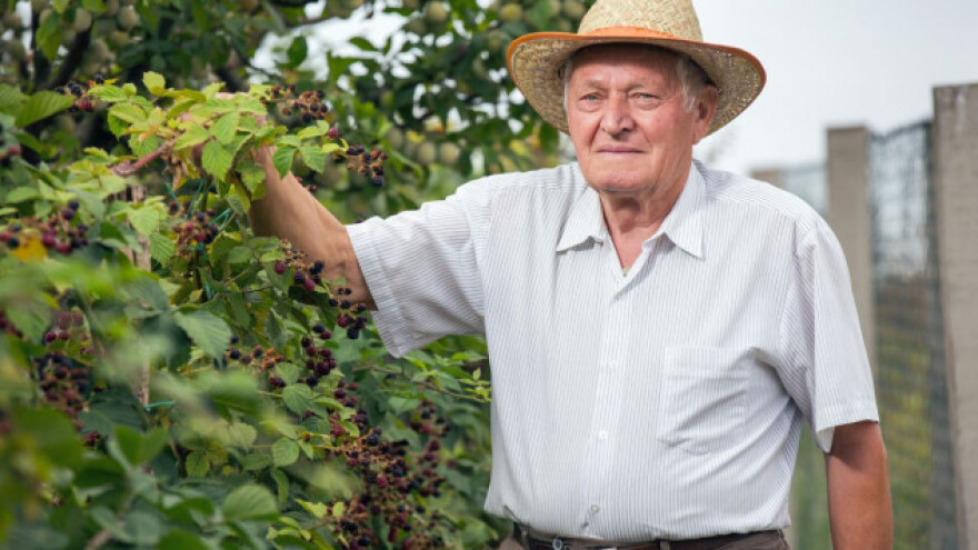 Sa 75 godina proizvodi tonu kupina koje poklanja