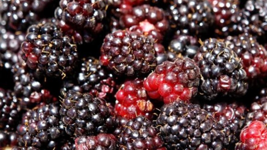 Ekološke kupine na "Danima hrvatskih kupina“