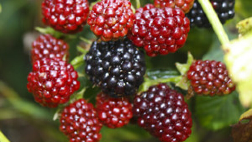 Od zemlje se može živjeti