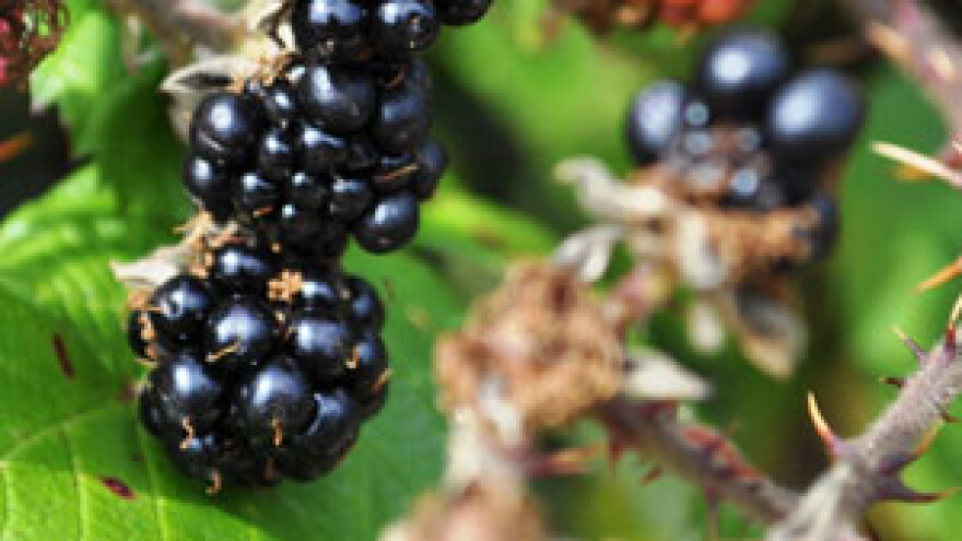 Kupinovim vinom protiv iscrpljenosti