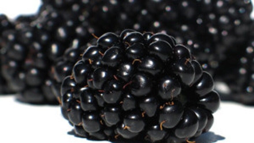 Bez objašnjenja izgubili vrijedne poticaje za uzgoj kupine