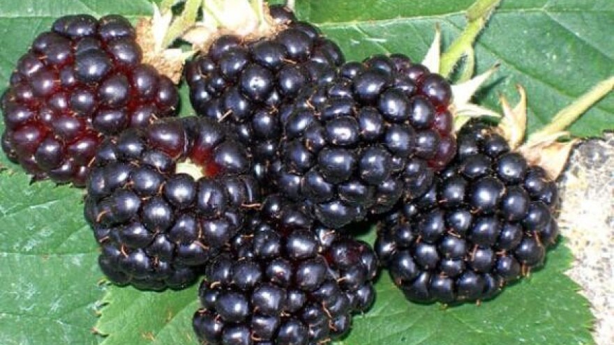 Kupina - unosna voćna vrsta