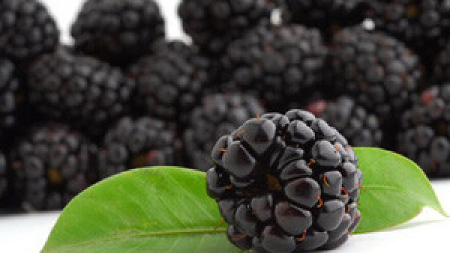 Nagrađivano kupinovo vino