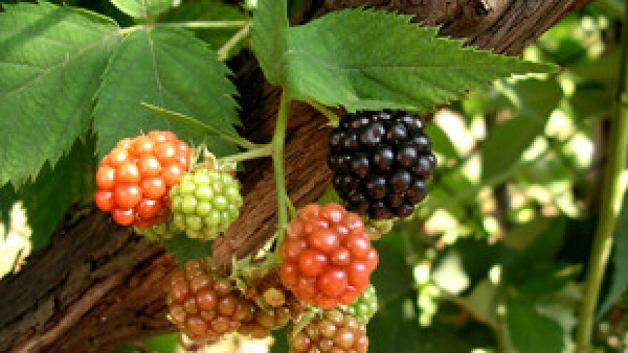 Strojna berba kupina u tijeku