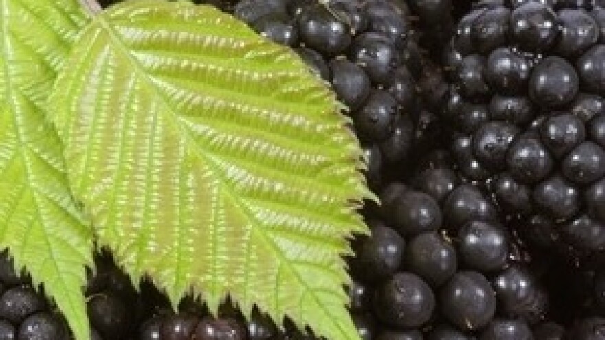 Dani kupina u Gradu Zagrebu