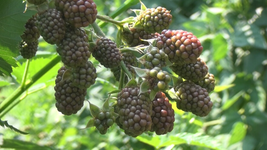 Očekuje se dobar rod kupine, a kakva će biti cena?