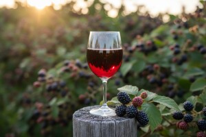 Kupinovo vino Zadruge Venera