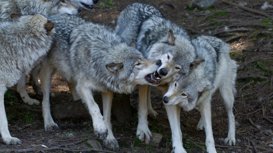 Kupnja hibrida vuka postaje trend? Stručnjaci upozoravaju na opasnost za ljude i životinje