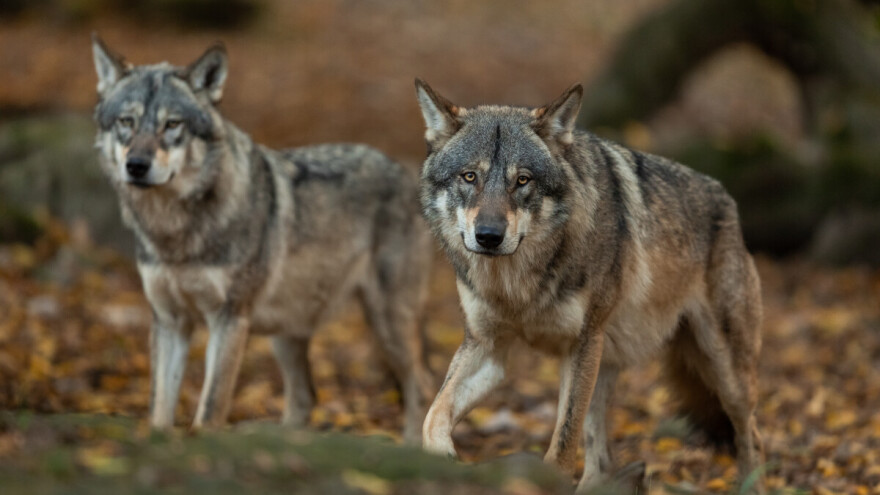 Kupovina hibrida vuka postaje trend? Stručnjaci upozoravaju na opasnost za ljude i životinje