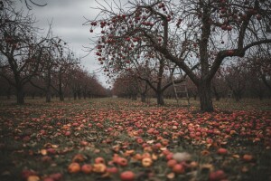 Kupujemo stare jabuke, a na stablima ostalo 25.000 tona