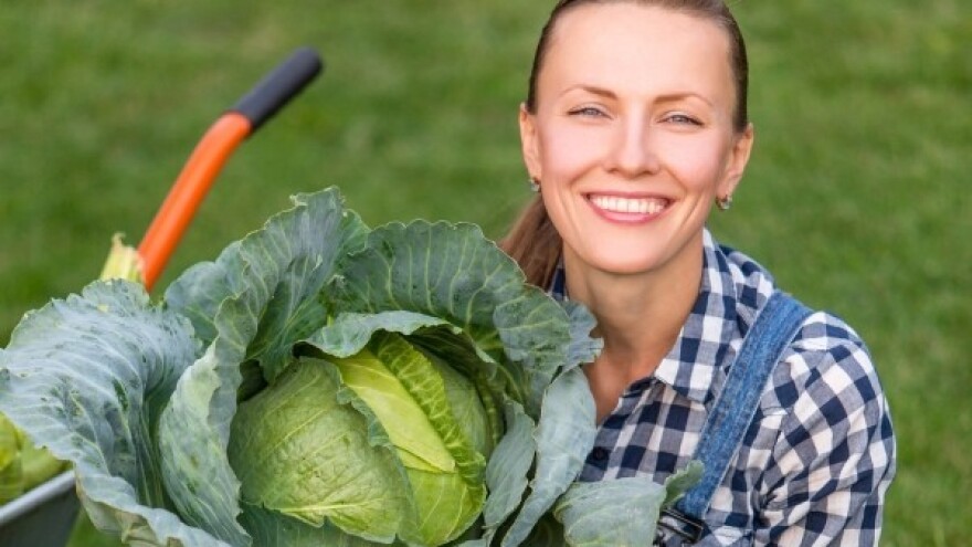 Čepinski kupus – od mita do stvarnosti