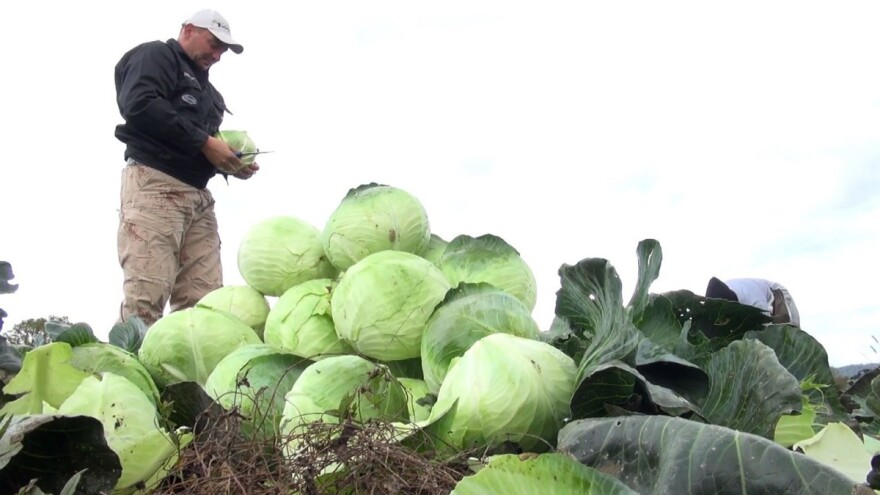 Udruženi povrćari Zlatna dolina: Kupus je jedna od profitabilnijih kultura