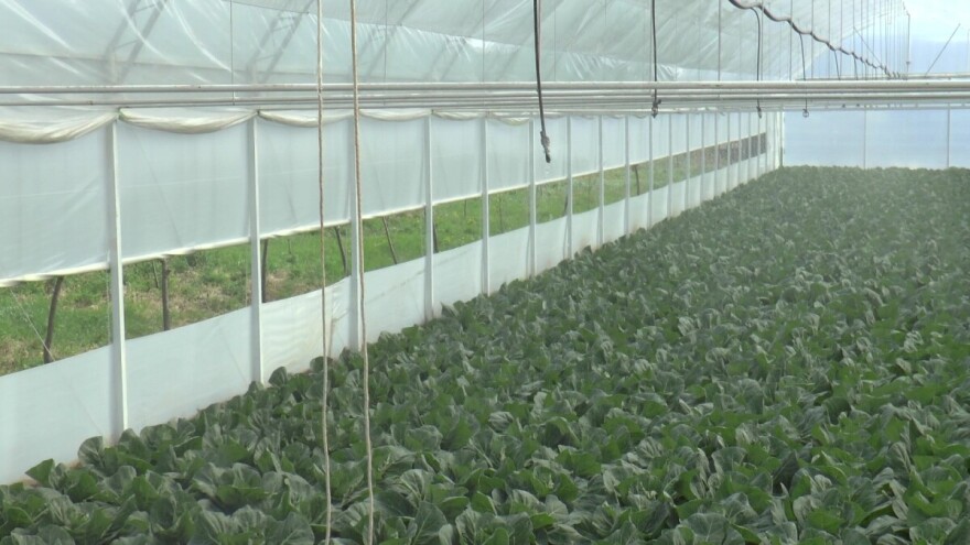 Plastenička proizvodnja za izvesniju budućnost Drljana