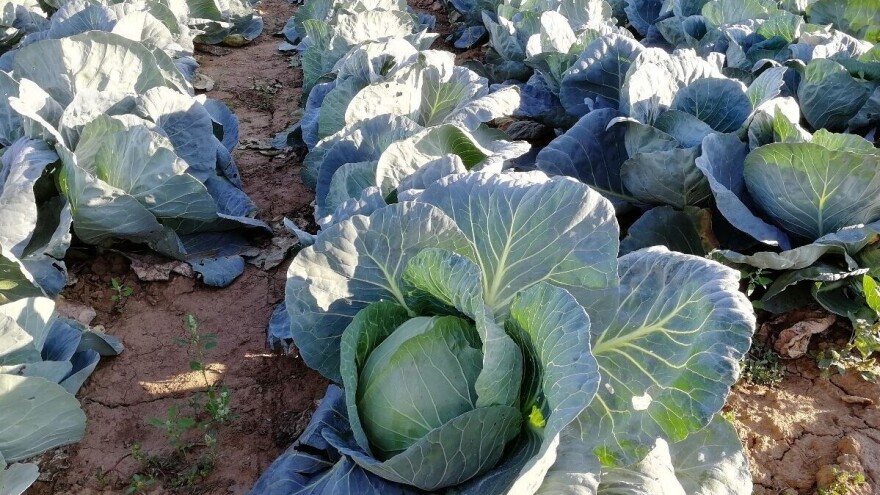 Koje su prednosti okvašivača prilikom zaštite useva?