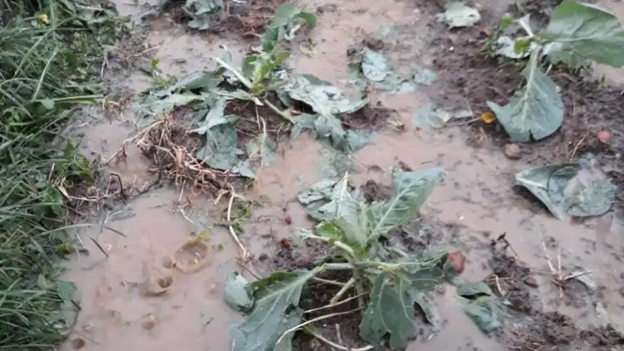 Za 10 minuta grad u Kniću uništio useve