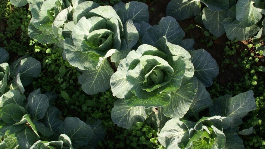 Direktna setva kupusa - prednosti i problemi